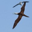 Brown Booby